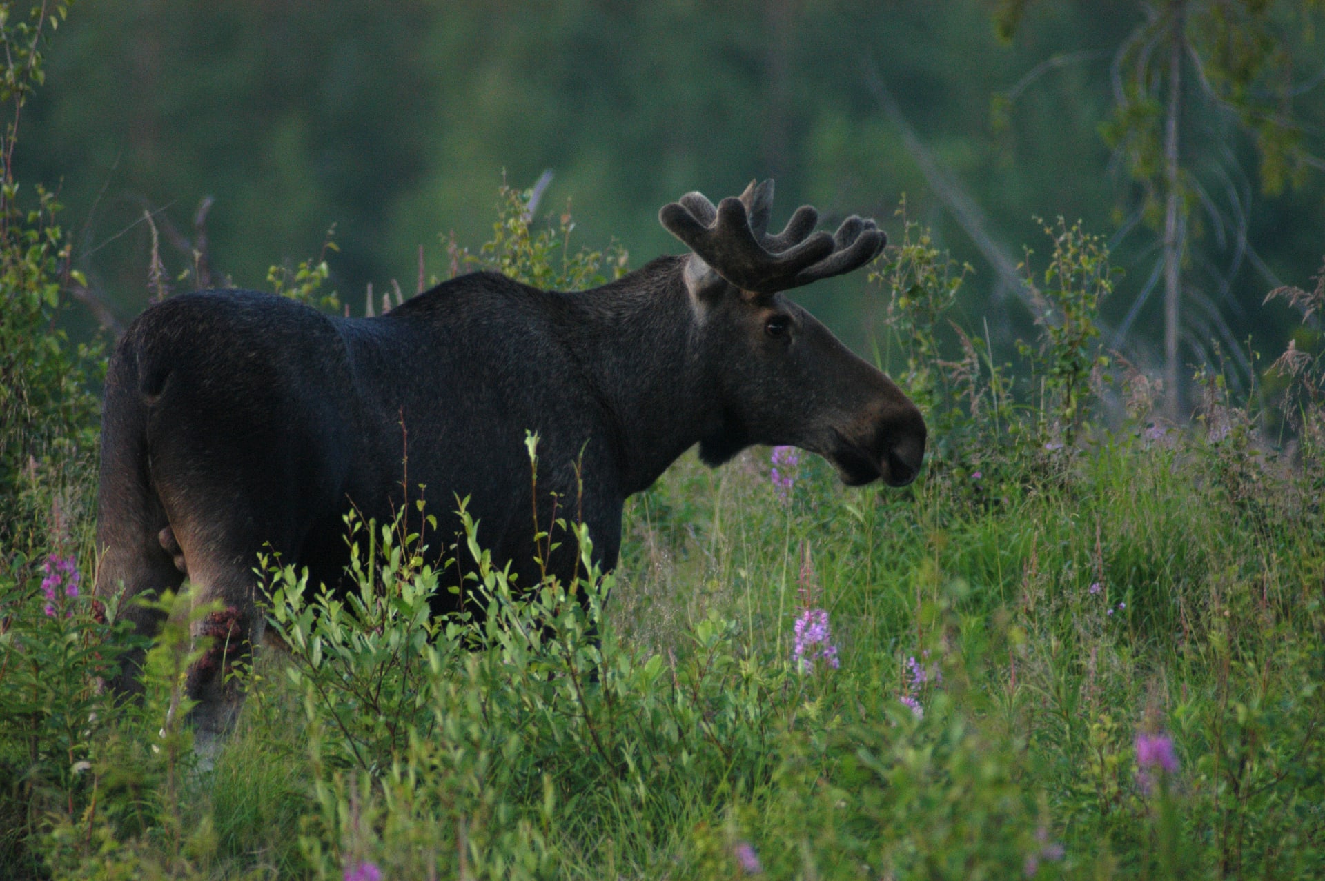 HeliBear-One night Wildlife Safari from Helsinki | Visit Finland