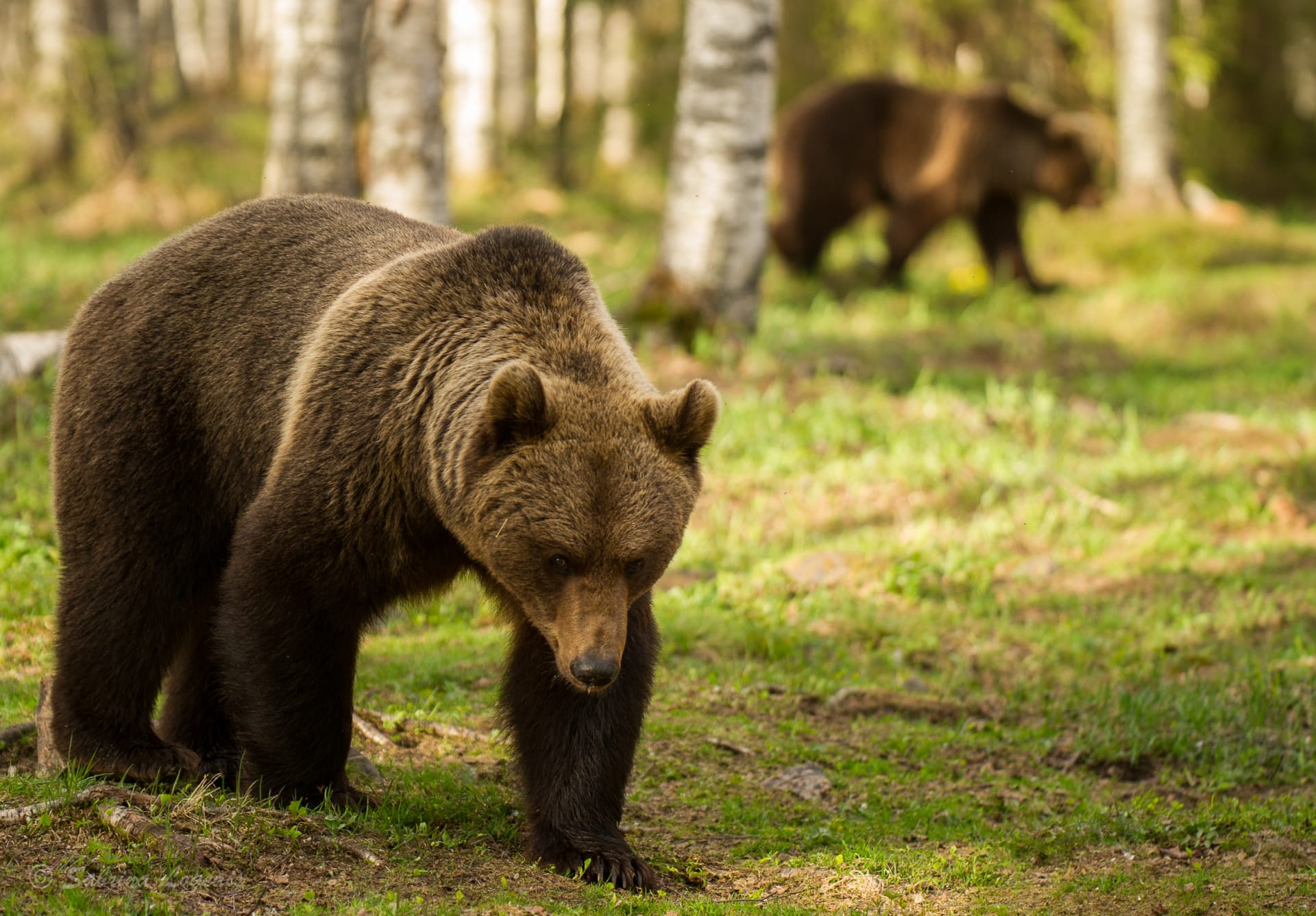 Ours en Finlande , Taiga Spirit