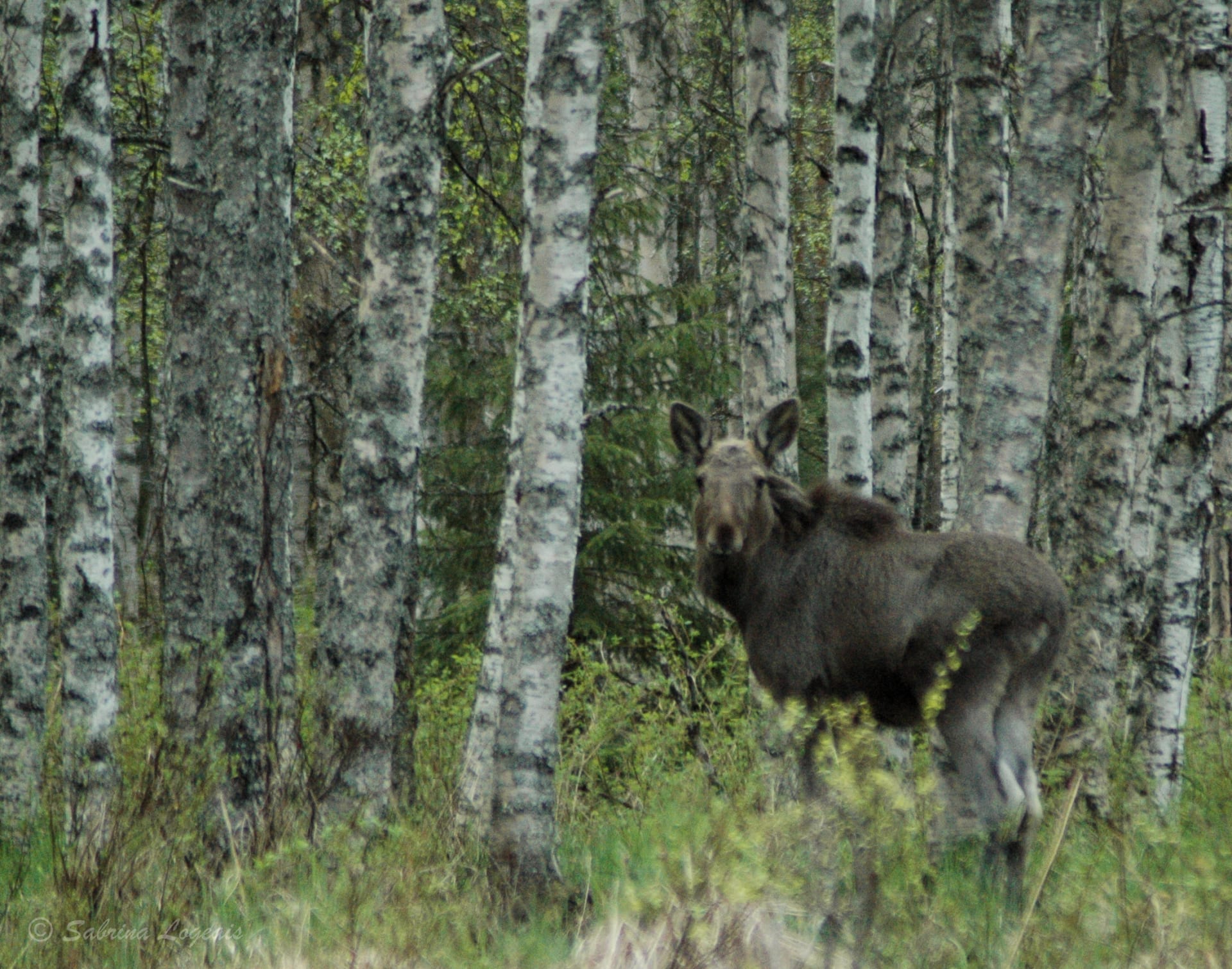 moose elan Taiga Spirit