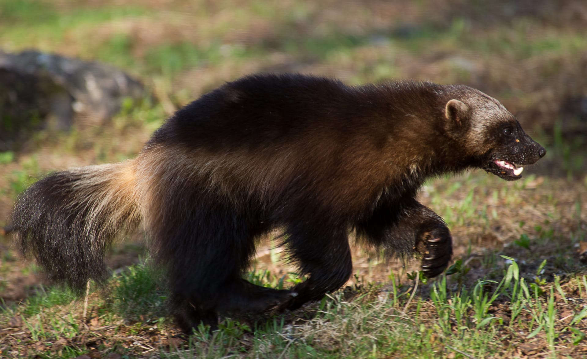 wolverine glouton Taiga Spirit