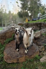 Erican eläimet & elämykset