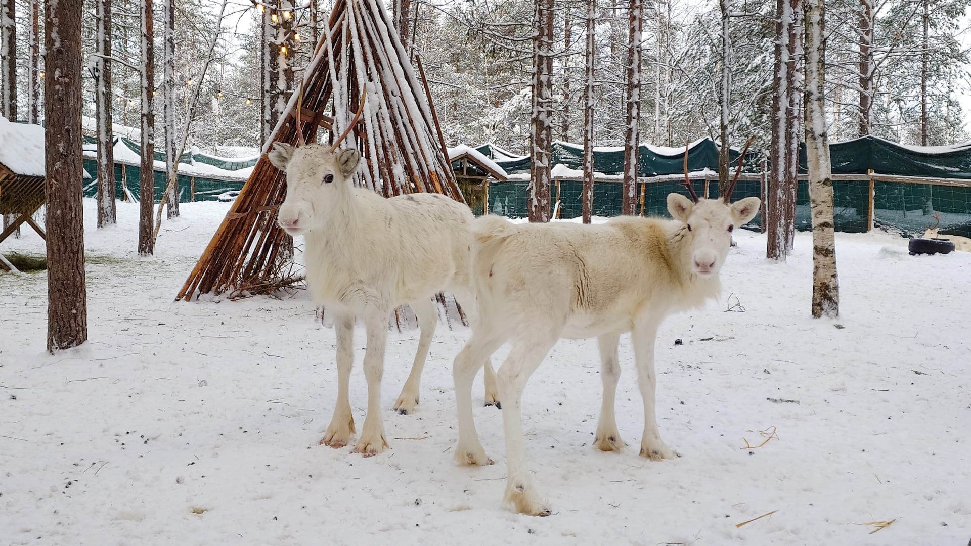 Gorgeus reindeer