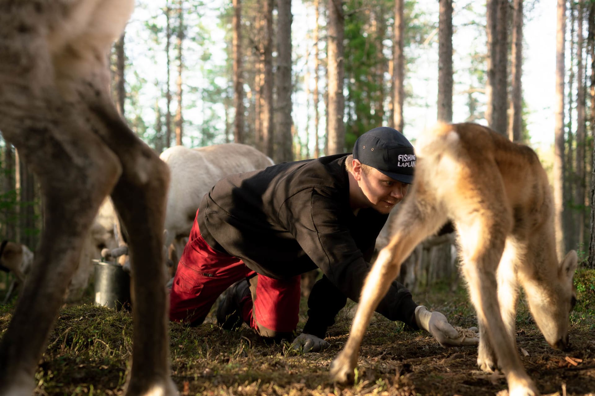 Urpo Reindeer Feeding trip