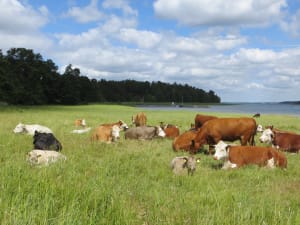 On kaunis kesäpäivä. Niityllä kymmenkunta lehmää märehtii. Kauempana siintää meri.It is a beautiful summer day. A dozen cows ruminate in the meadow. In the distance is the sea. 