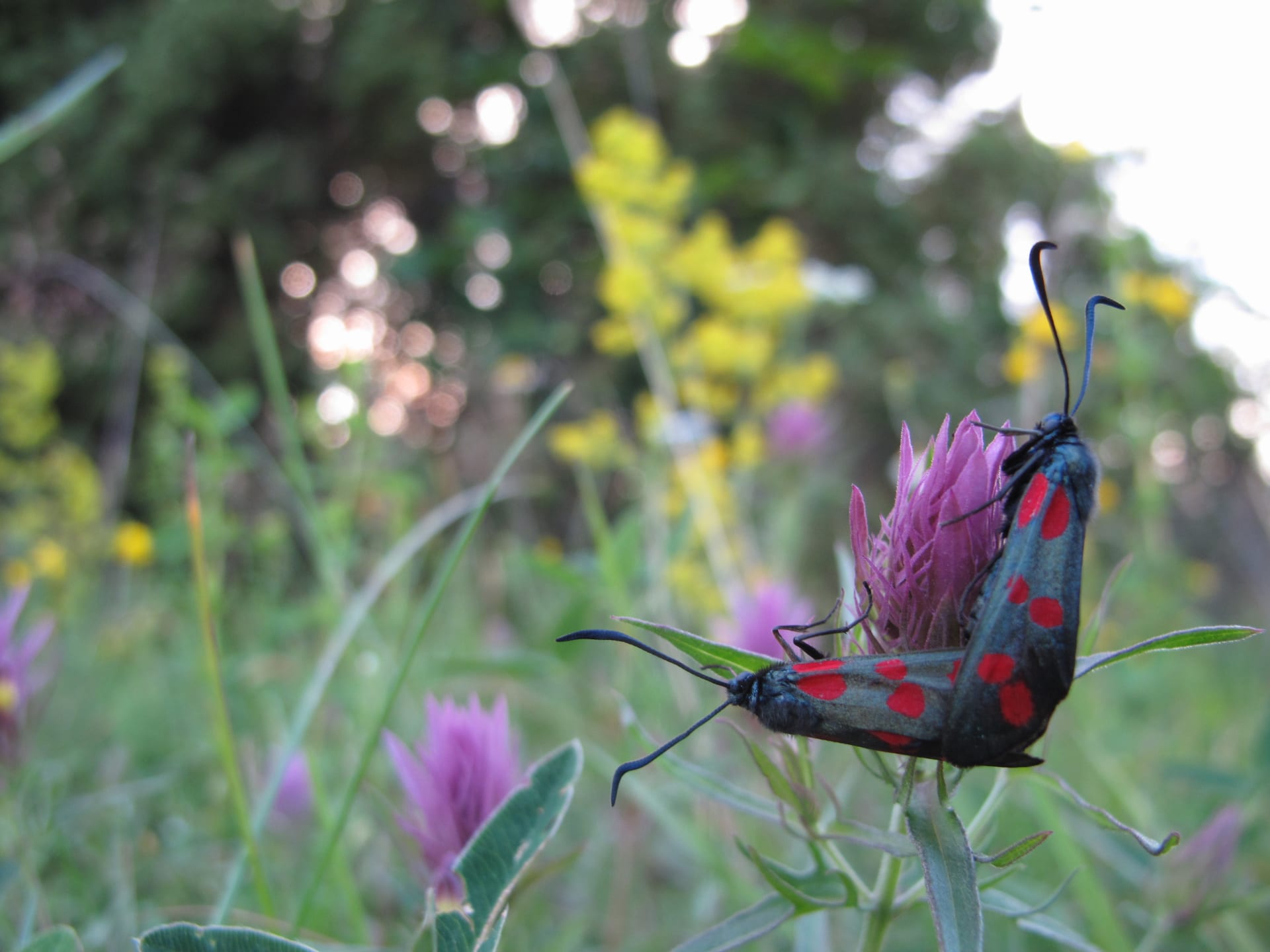 Oikeassa alakulmassa kaksi hyönteistä parittelee kaunokin kukalla. Sumeampana on taustalla monivärinen kukkaniitty. Oikeassa alakulmassa kaksi hyönteistä parittelee kaunokin kukalla. Sumeampana on taustalla monivärinen kukkaniitty.