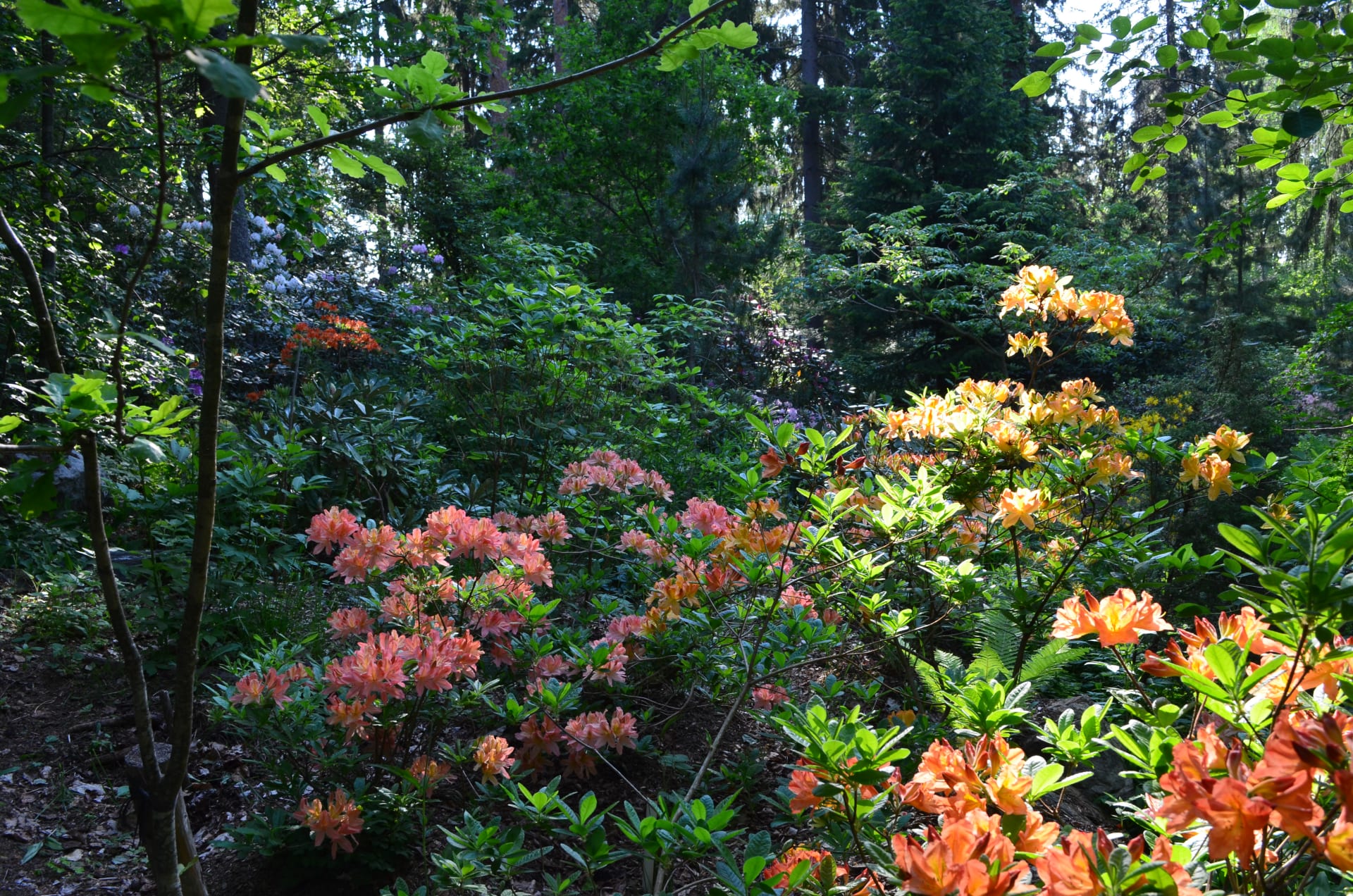 a colourful rhododendron garden