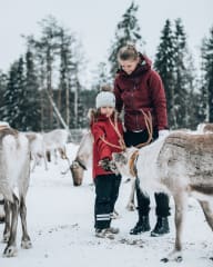Safari porojen maailmassa Kujalan Porotilalla