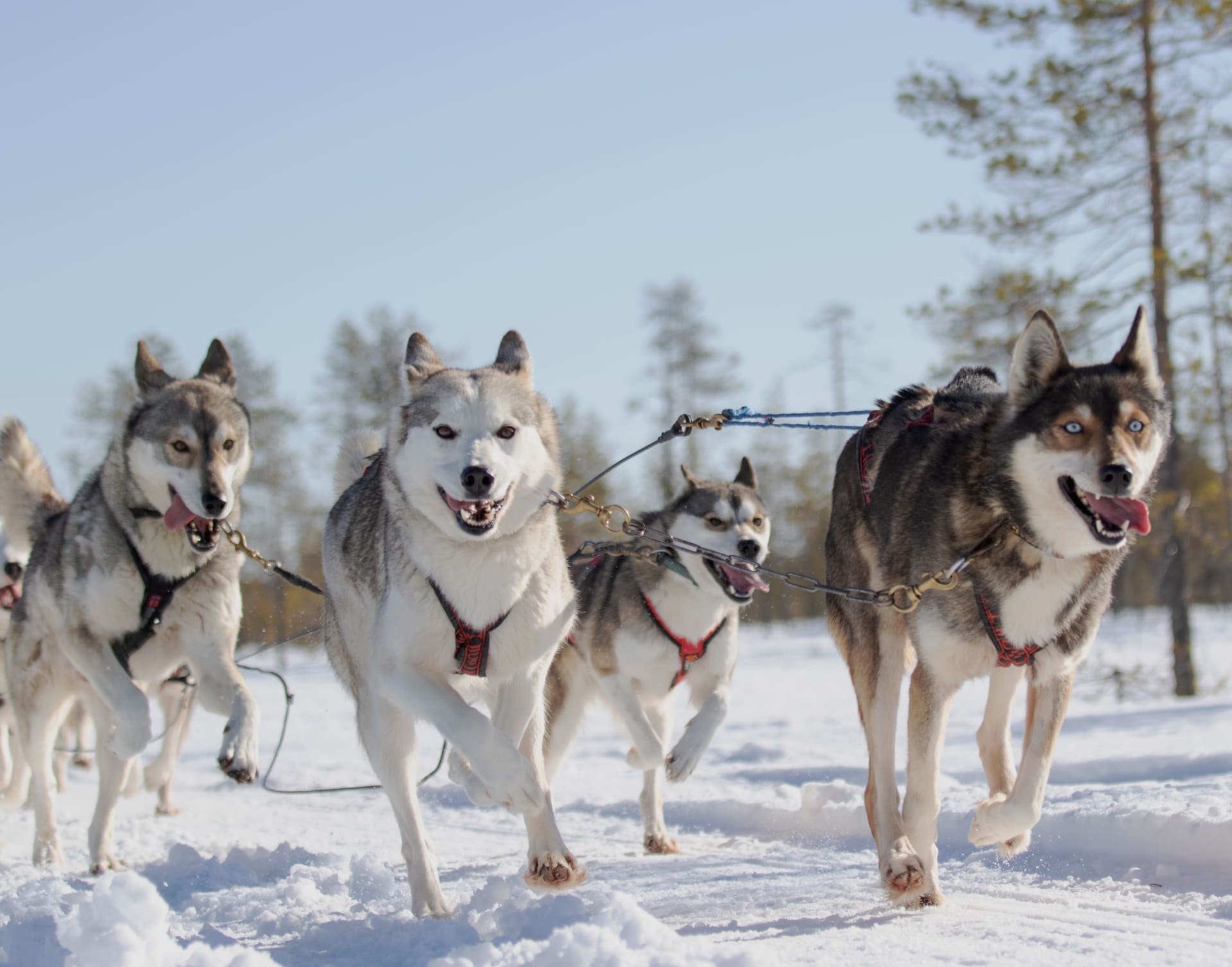 Husky tours from the hotel main building 