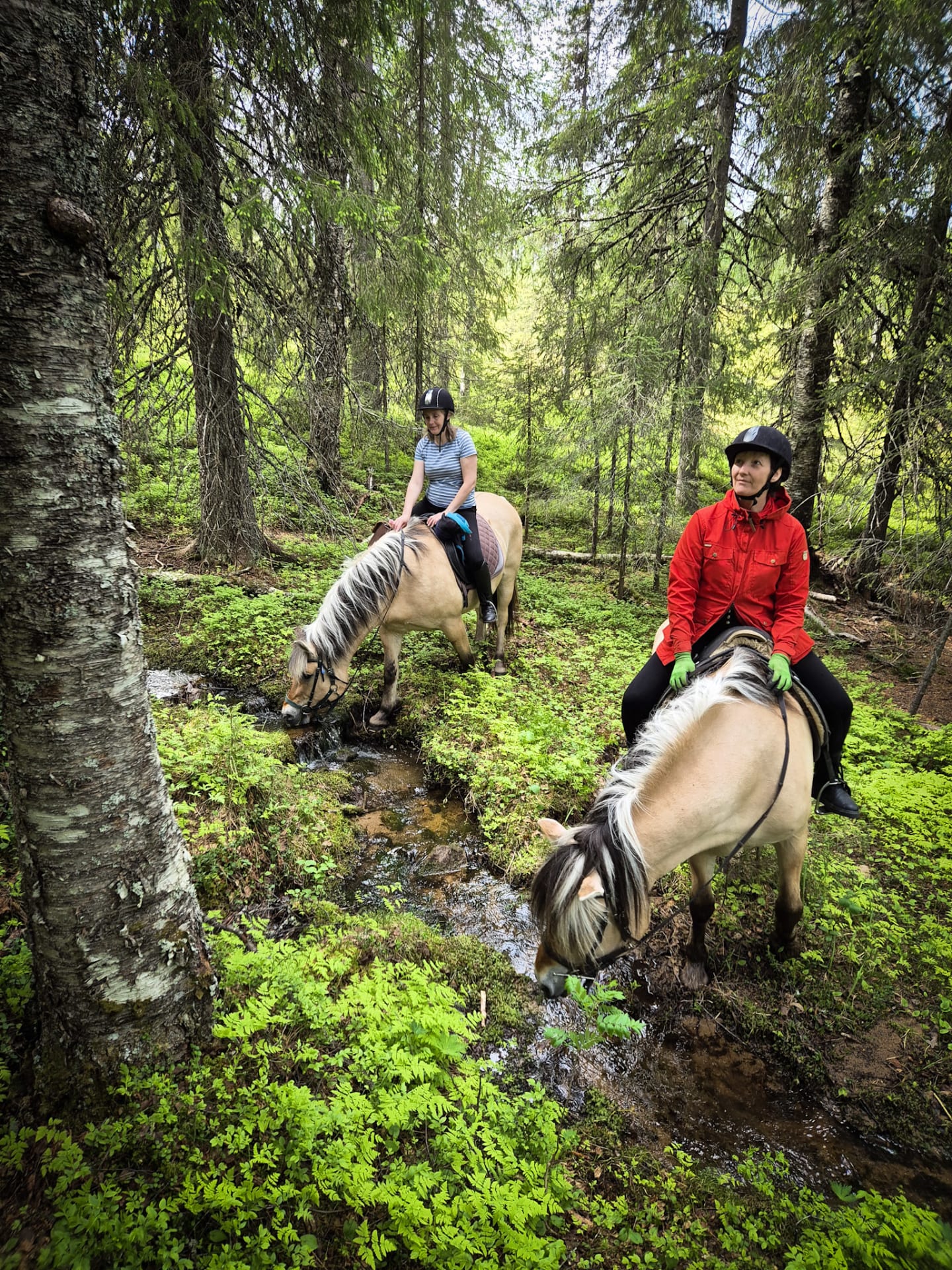 horses drinking water with riders