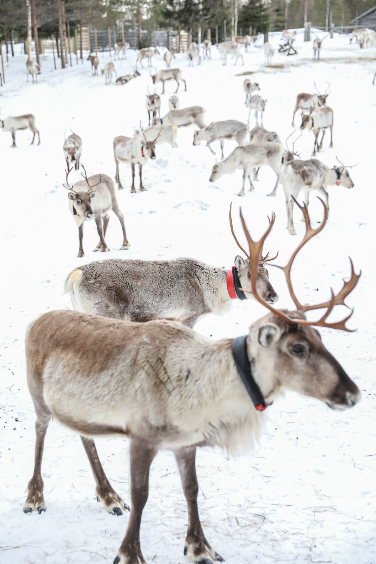 Reindeer Farm Visit