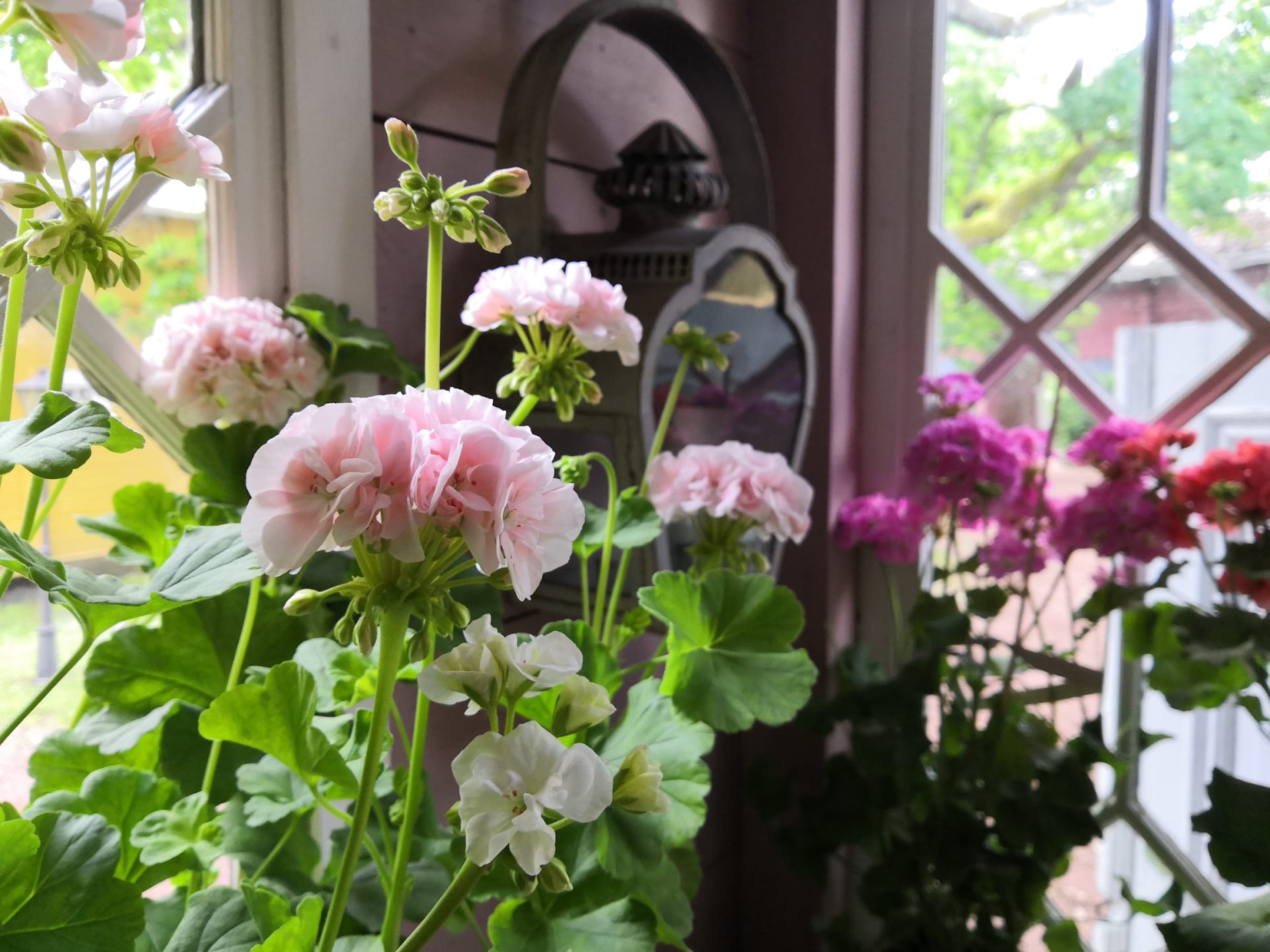 Colourfuls flowers at the museum porch Colourfuls flowers at the museum porch