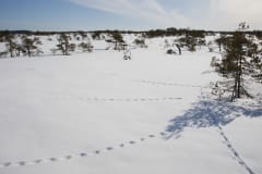 Puurijärven ja Isosuon kansallispuisto