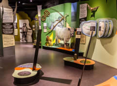 Kuva päänäyttelystä Meän elämää. Kuvassa lapin lehmä ja märällä suolla heinänkeruun yhteydessä käytetyt lumikengät. Kuva: Timo Karinen