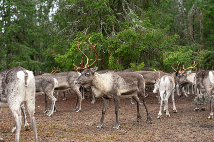 Meet reindeers inside fences.