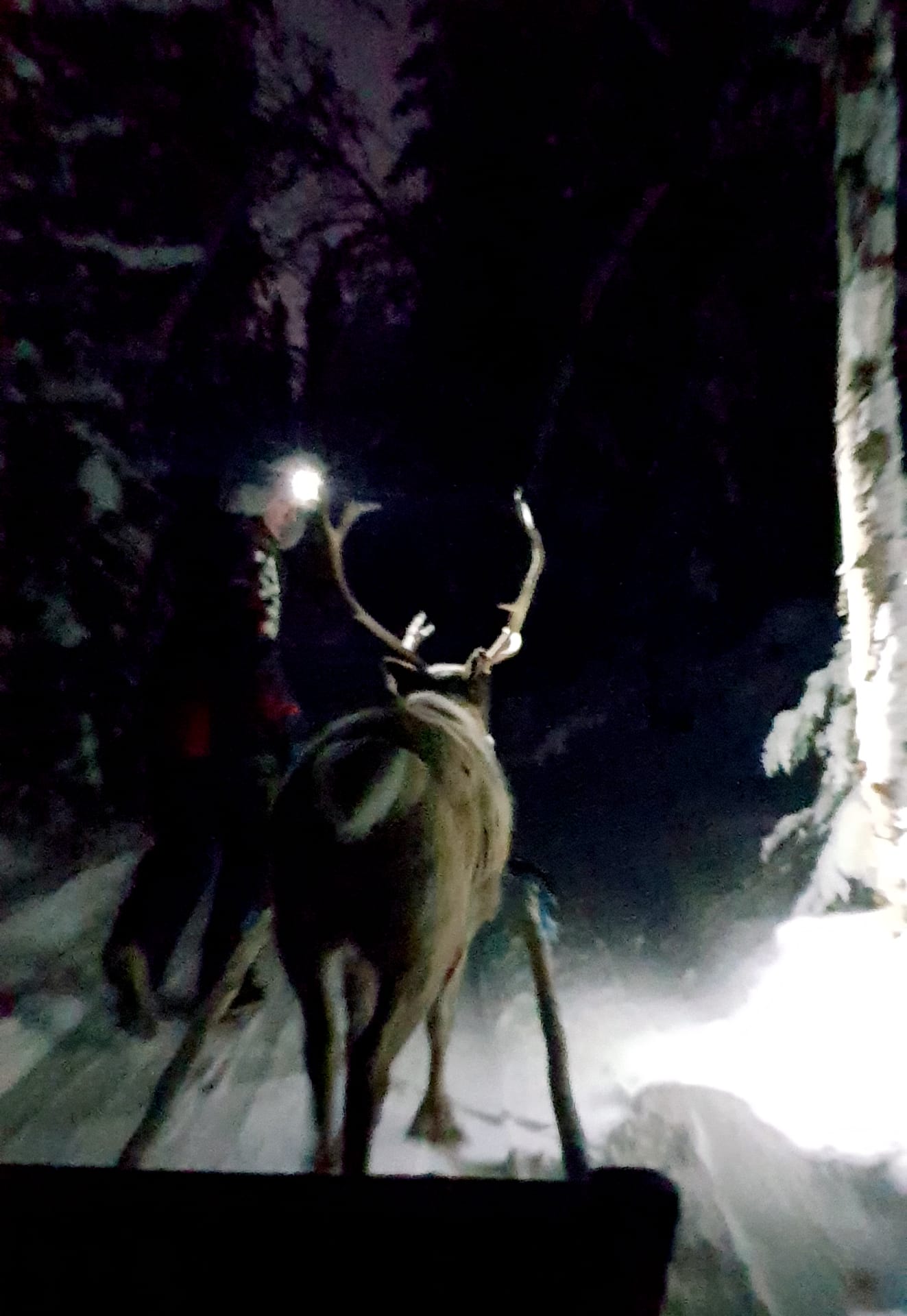 Reindeer sleigh ride to search for the northern lights in Kuusamo