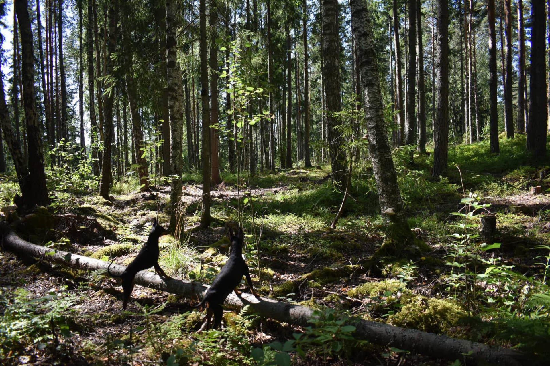 Torpan metsän luonnossa riittää ihmeteltävää