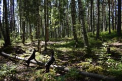 Koirametsä ja koko perheen retkeilymetsä