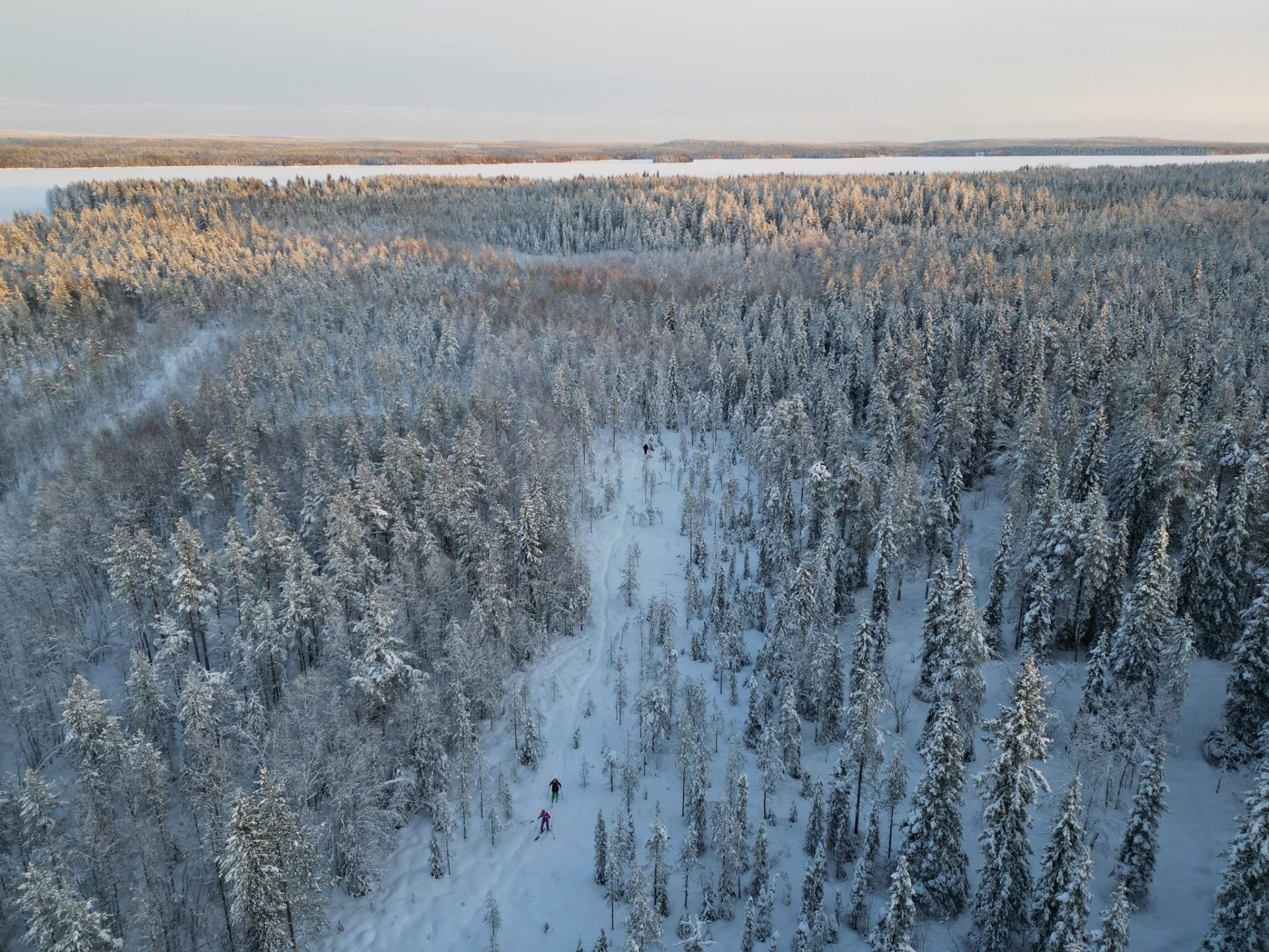 Scenery picture of a group forest skiing in the wilderness of Lake Norvajärvi, in total privacy, away from the noise or light pollution