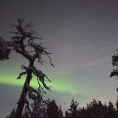 Old pine trees under the northern lights.