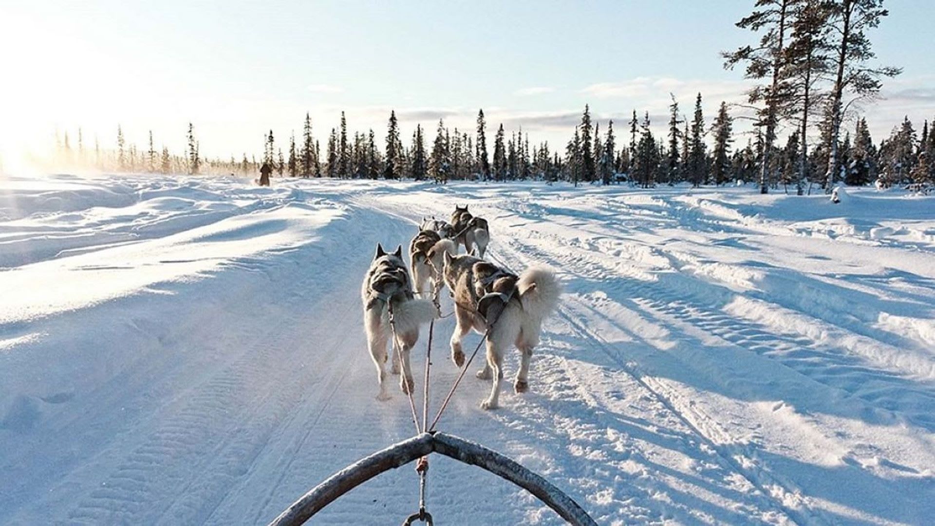 Husky sleigh