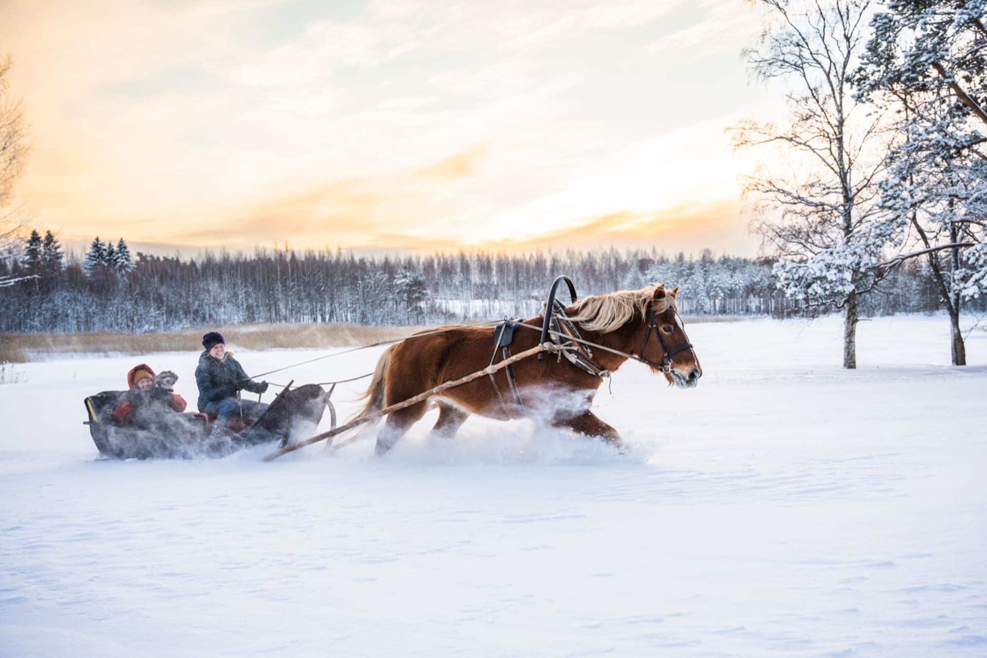 Sleigh ride on a Finnish horse in the countryside when the horse is running