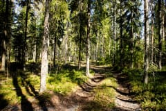 Tahlo Ventures glamping-metsä Näsijärven rannalla