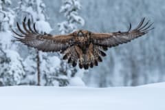 Oulangan erämaan linnut –luontokuvausretki